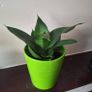 Sansevieria Hahnii Snake Plant in Bright Green Pot Image 4