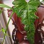 Philodendron Mottled Dragon Image 2