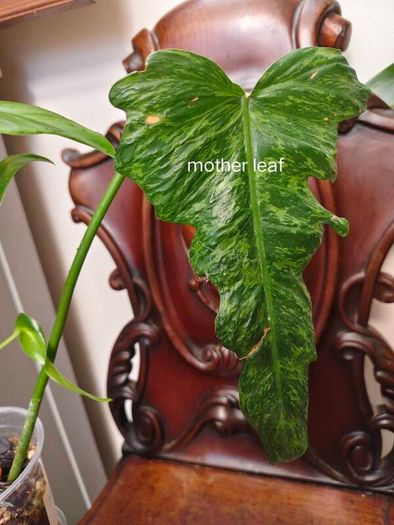 Philodendron Mottled Dragon