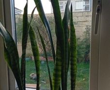 plants