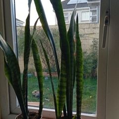 plants
