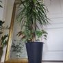 tall Madagascar Dragon Tree (Dracaena marginata),  begonia Gryphon plant in the black  plastic pot container Image 2