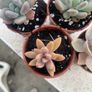 succulents Image 4