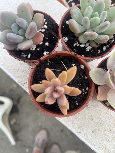 succulents