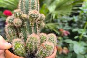 plants