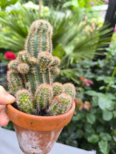plants