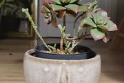 Aeonium haworthii 'Kiwi', bonsai plant in the ceramic pot container