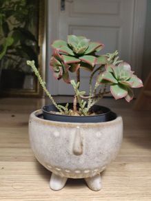 Aeonium haworthii 'Kiwi', bonsai plant in the ceramic pot container