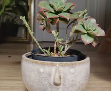 Aeonium haworthii 'Kiwi', bonsai plant in the ceramic pot container