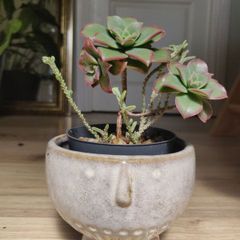 Aeonium haworthii 'Kiwi', bonsai plant in the ceramic pot container