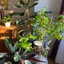Indoor/ Outdoor Plants Image 10