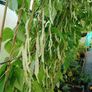 (B) Pole Beans Goldmarie seeds 15g (124121) Image 3