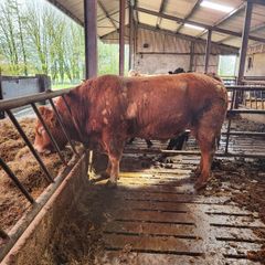 Limousin bull 5star