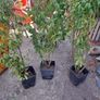 Portuguese Laurel Image 2