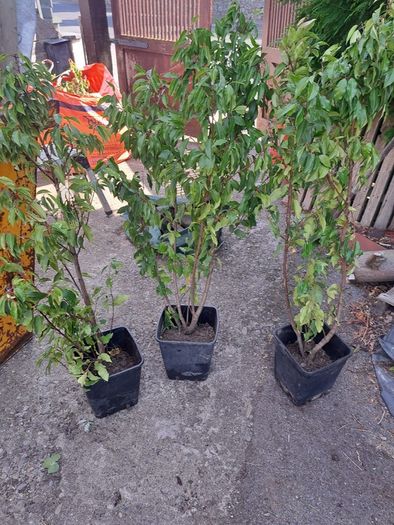Portuguese Laurel