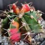 Gymnocalycium mihanovichii variegated Image 2