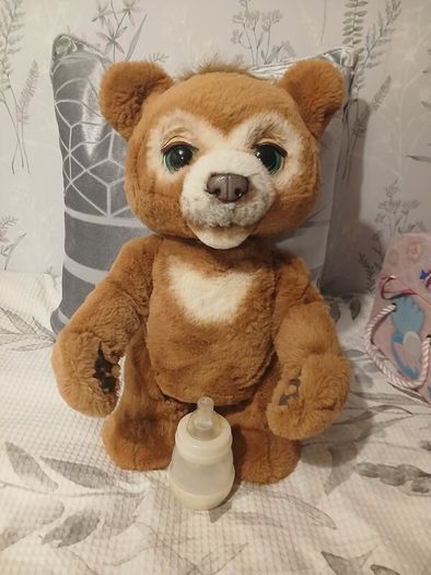Cubby the curious bear