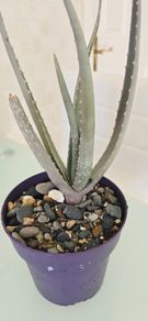 aloe vera plant
