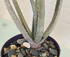 aloe vera plant