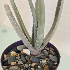 aloe vera plant