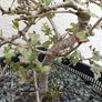 Native Irish Hawthorn Bonsai #3 Image 3