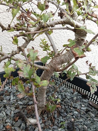 Native Irish Hawthorn Bonsai #3