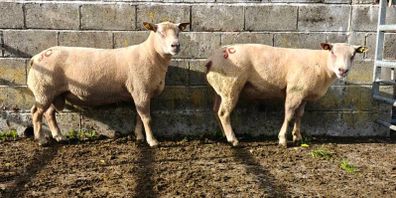 Charlaois rams