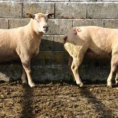 Charlaois rams