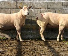 Charlaois rams