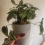Artificial Plants in Ceramic Pots x3 Image 8
