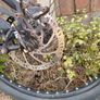mountain bike Image 6