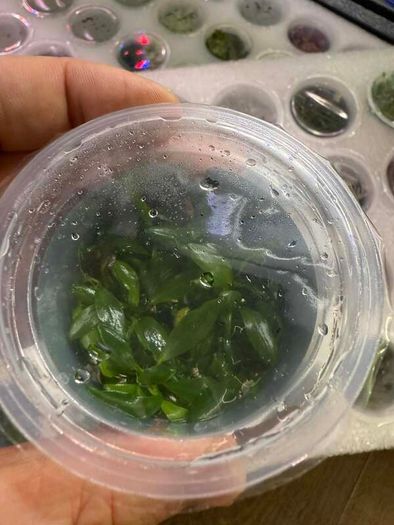 Aqua-Art Bucephalandra, Anubias ect aquarium in vitro plants