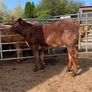 4 star shorthorn heifer Image 2