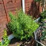 plants Image 2
