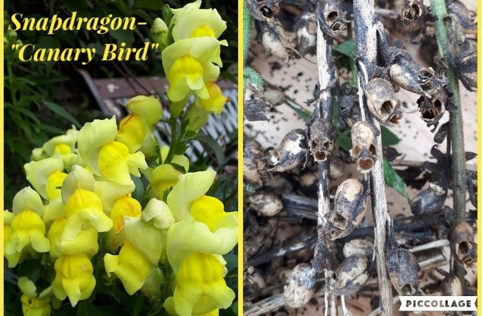 Snapdragon Seeds / Snapdragon Plants
