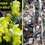 Snapdragon Seeds / Snapdragon Plants Image 2