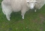 Galway pure bred ram lambs