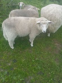 Galway pure bred ram lambs