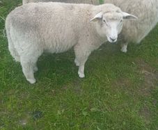 Galway pure bred ram lambs