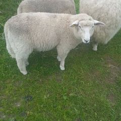Galway pure bred ram lambs