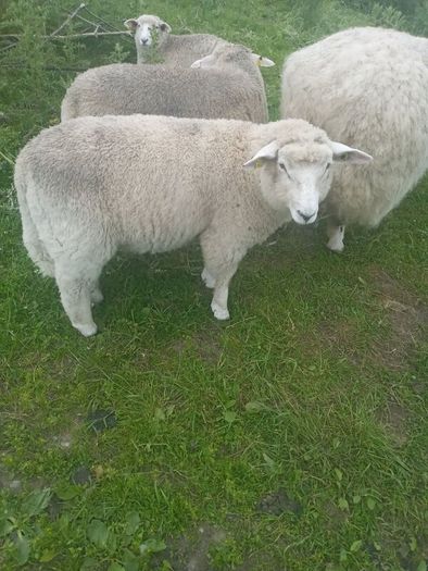 Galway pure bred ram lambs