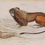 Leonine or Lion Tamarin William Jardine 1833 Image 2