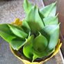Small Sansevieria Hahnii in Yellow Pot Image 5
