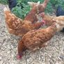 fertilised hatching eggs Image 6