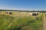 Organic Hay