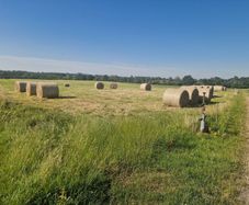 Organic Hay