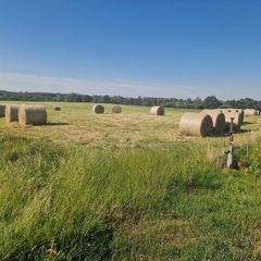 Organic Hay