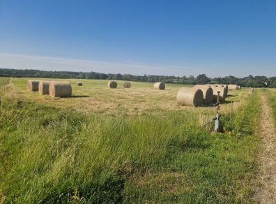 Organic Hay