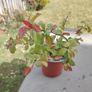 Chaenomeles japonica Sargentii - Flowering Quince Image 2