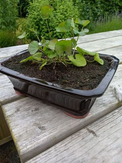 Gotu kola ( Centella asiatica) plant